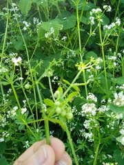 Galium pisiferum