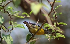 Coereba flaveola
