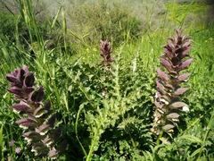 Acanthus syriacus