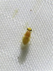 Chyromyidae