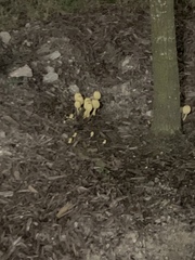 Leucocoprinus birnbaumii image