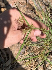 Cyperus thyrsiflorus