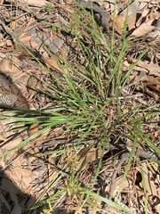 Cyperus thyrsiflorus