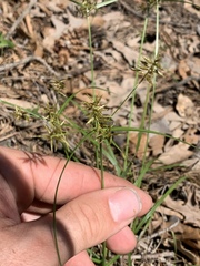 Cyperus thyrsiflorus