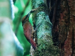 Dendrocolaptes sanctithomae image