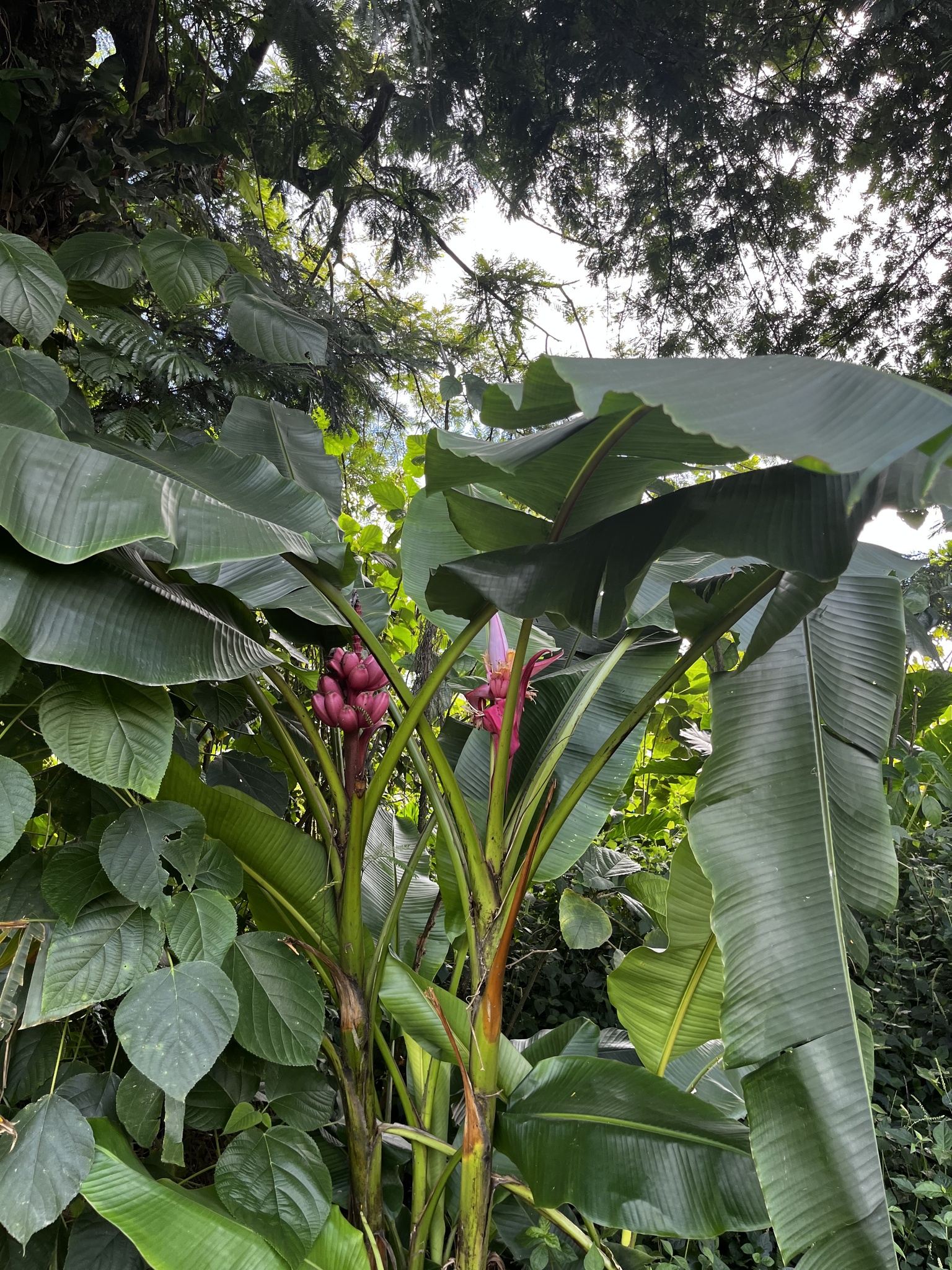 Imagem de Banana