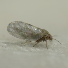 Euglyptoneura