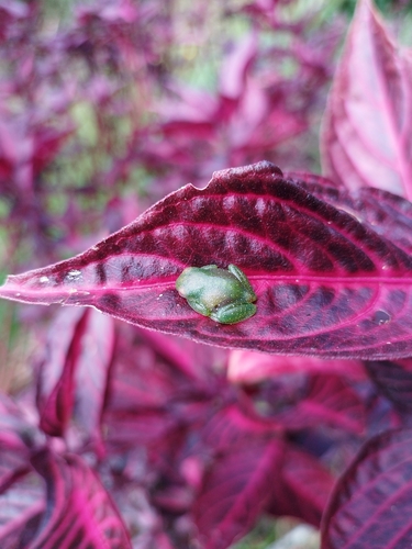 Savage's Cochran Frog, Centrolene savagei