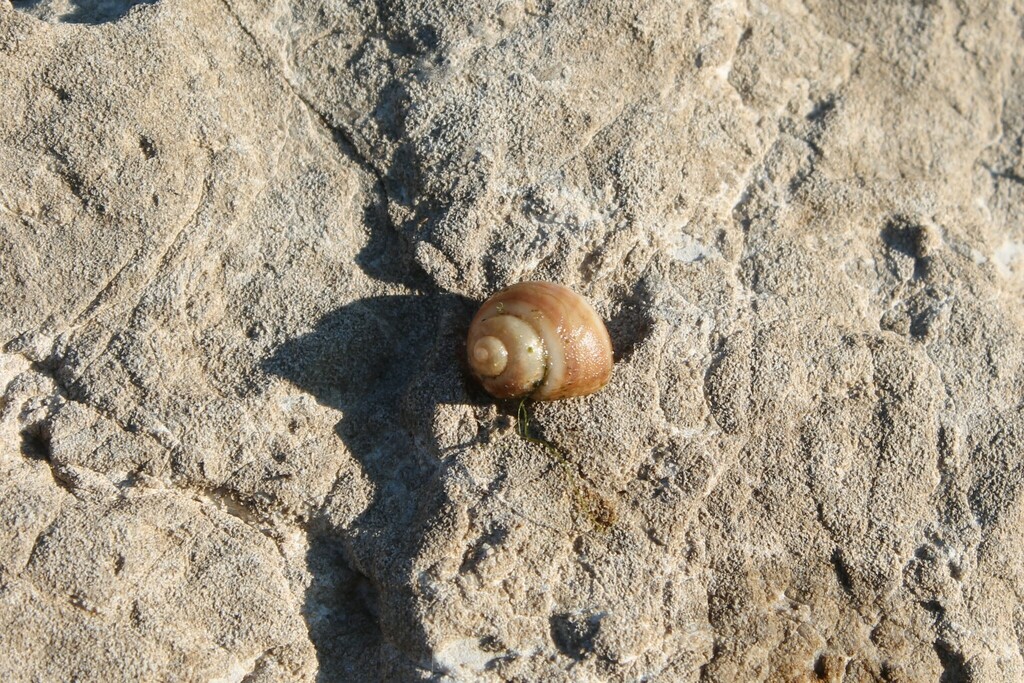 Olive Mysterysnail