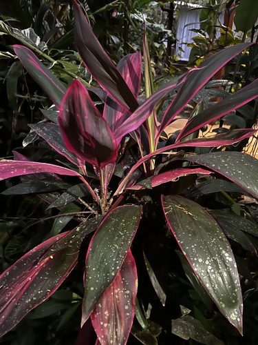 Foto de Dracena