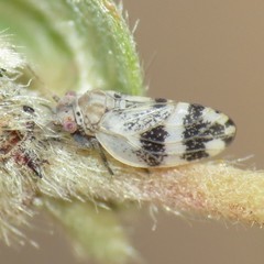 Euglyptoneura robusta