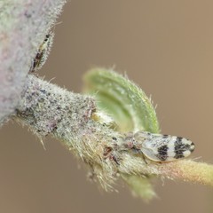 Euglyptoneura robusta