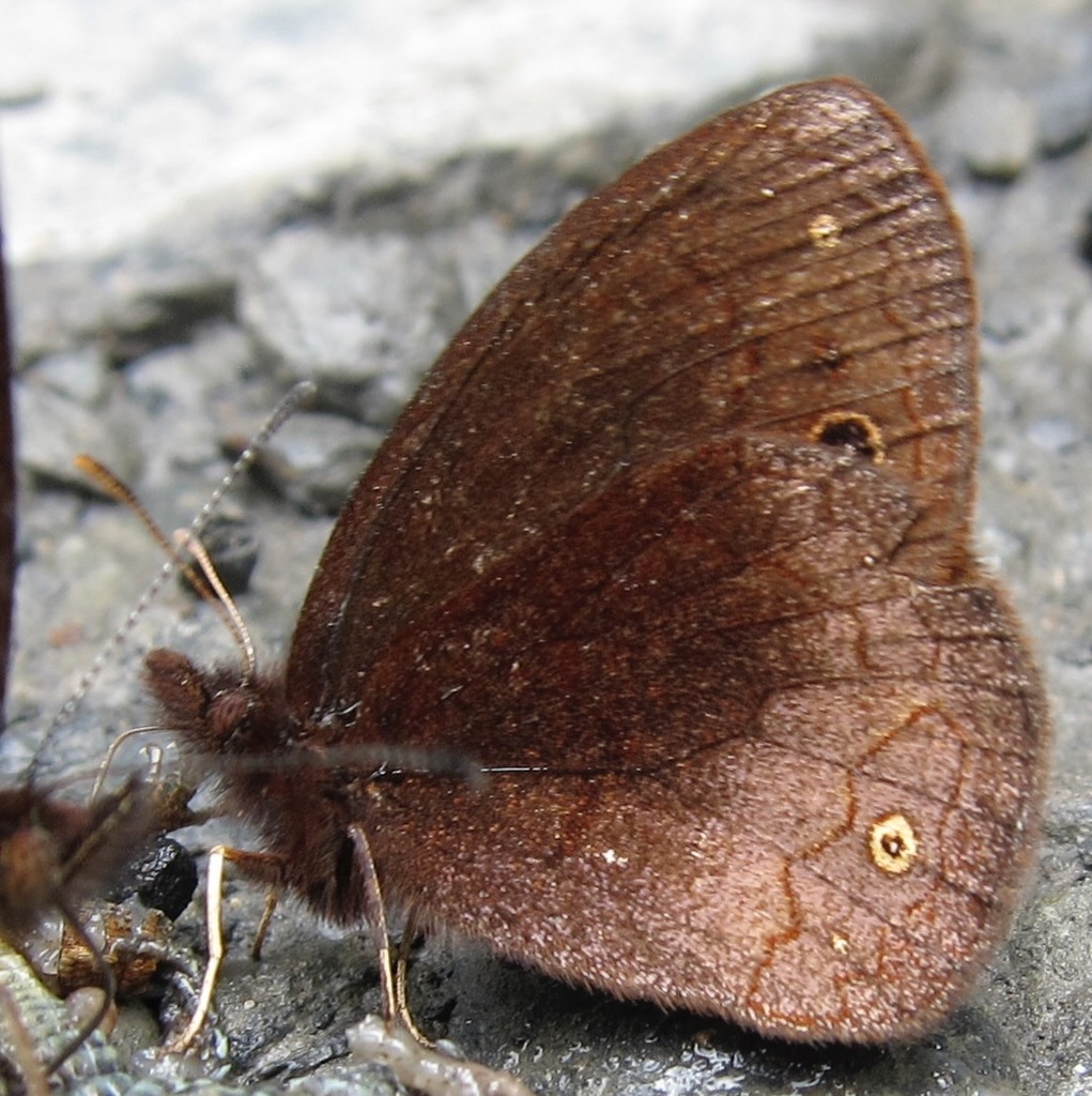 Manerebia insulsa