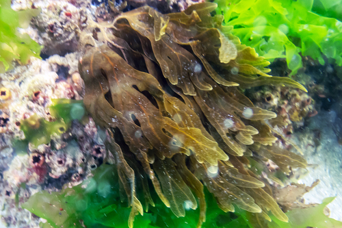 Dictyopteris muelleri observed 2024-01-05