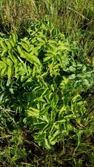 Angelica hendersonii