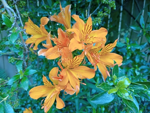 Foto de Astromelia