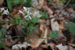 Cardamine dissecta