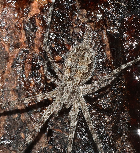 Typical Two-tailed Spiders