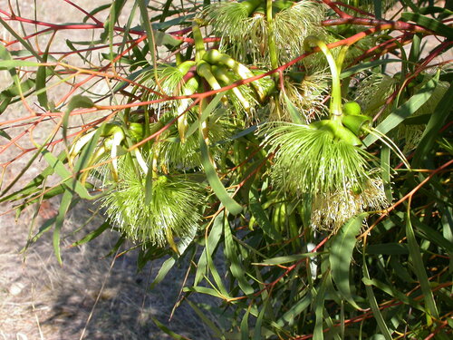Eucalyptus × bennettiae D.J.Carr & S.G.M.Carr