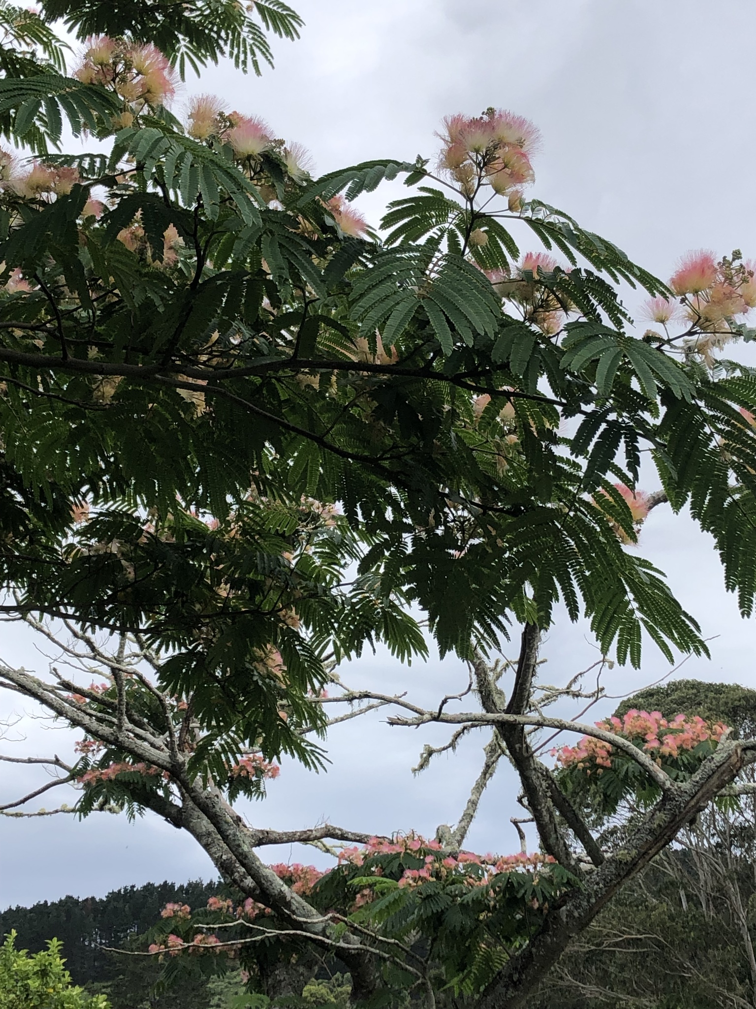 Imagem de Árvore-de-seda