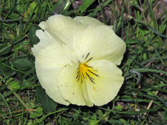 Bracteolatae