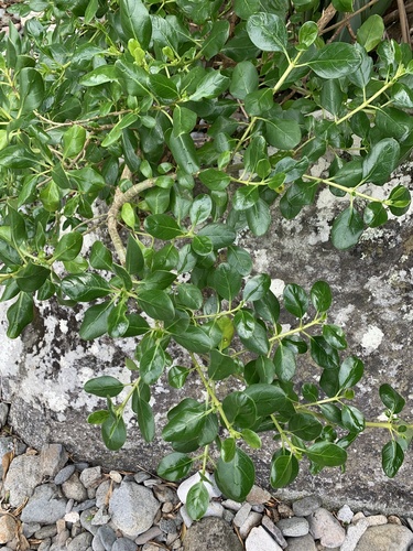 Foto de coprosma