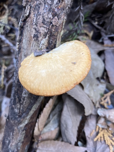 Neofavolus alveolaris