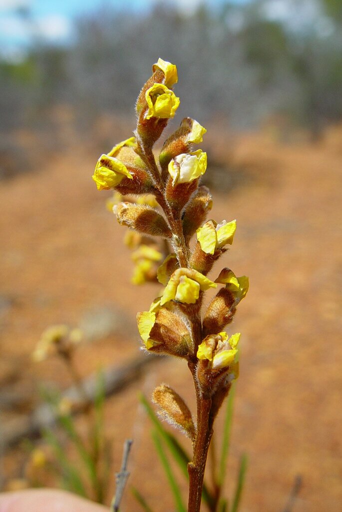 Mirbelia longifolia