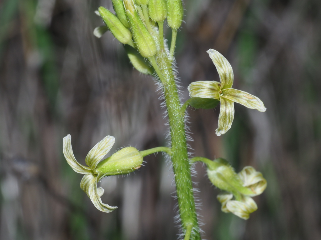 San Diego Wild Cabbage