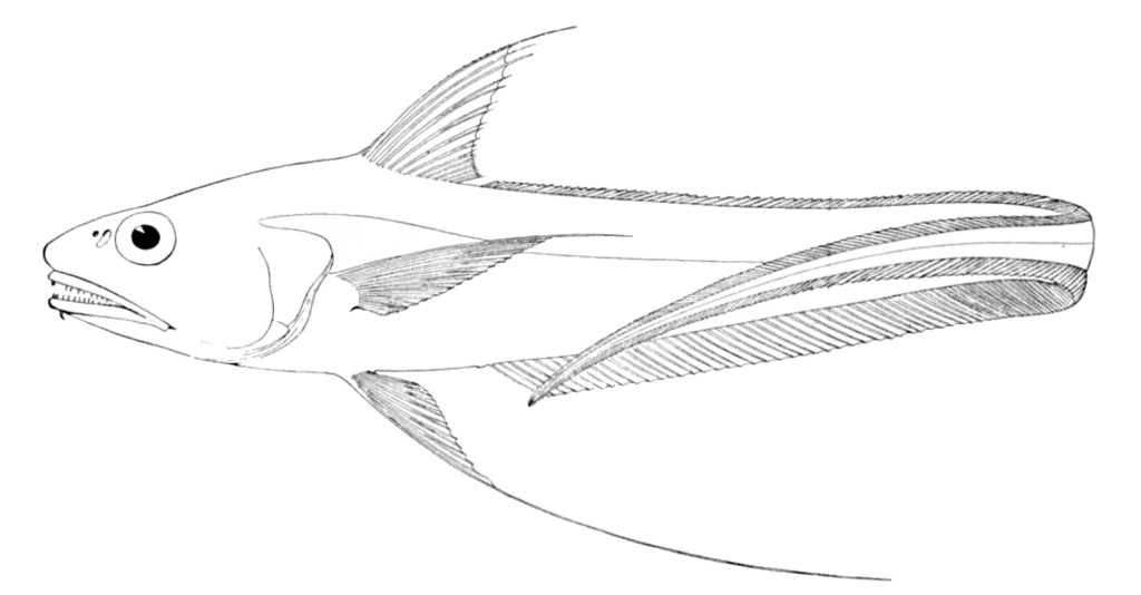 Longfin Grenadier