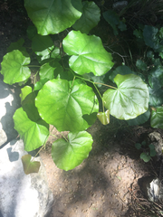 Cercis canadensis texensis