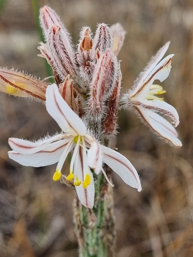 Trachyandra hirsutiflora