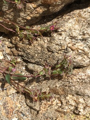 Calyptridium arizonicum