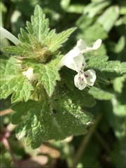 Lamium bifidum