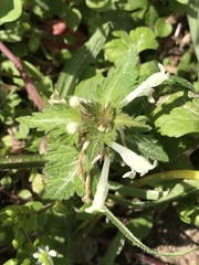 Lamium bifidum