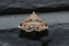 Acantholipes trimeni