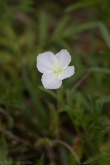 Oenothera tetraptera