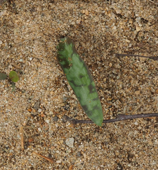 Erythronium americanum