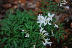 Cardamine dissecta