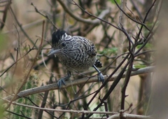 Thamnophilus doliatus