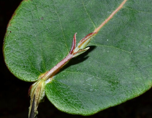 Eucalyptus globulus