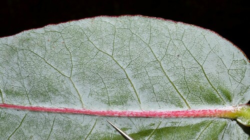 Eucalyptus globulus