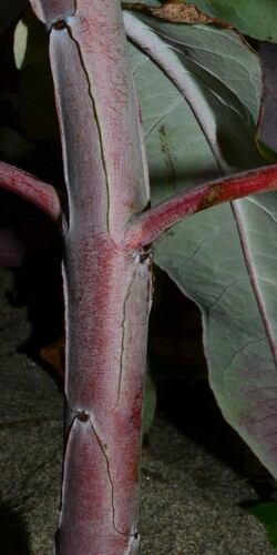 Eucalyptus globulus