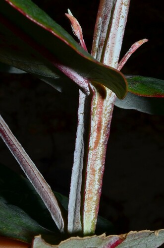 Eucalyptus globulus