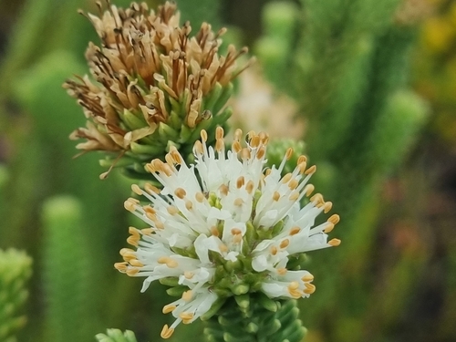 Campylostachys cernua (Campylostachys cernua)