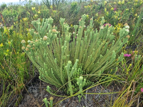 Image of Nodding Skewsage by (c) Lizl Lubbe, some rights reserved (CC BY)