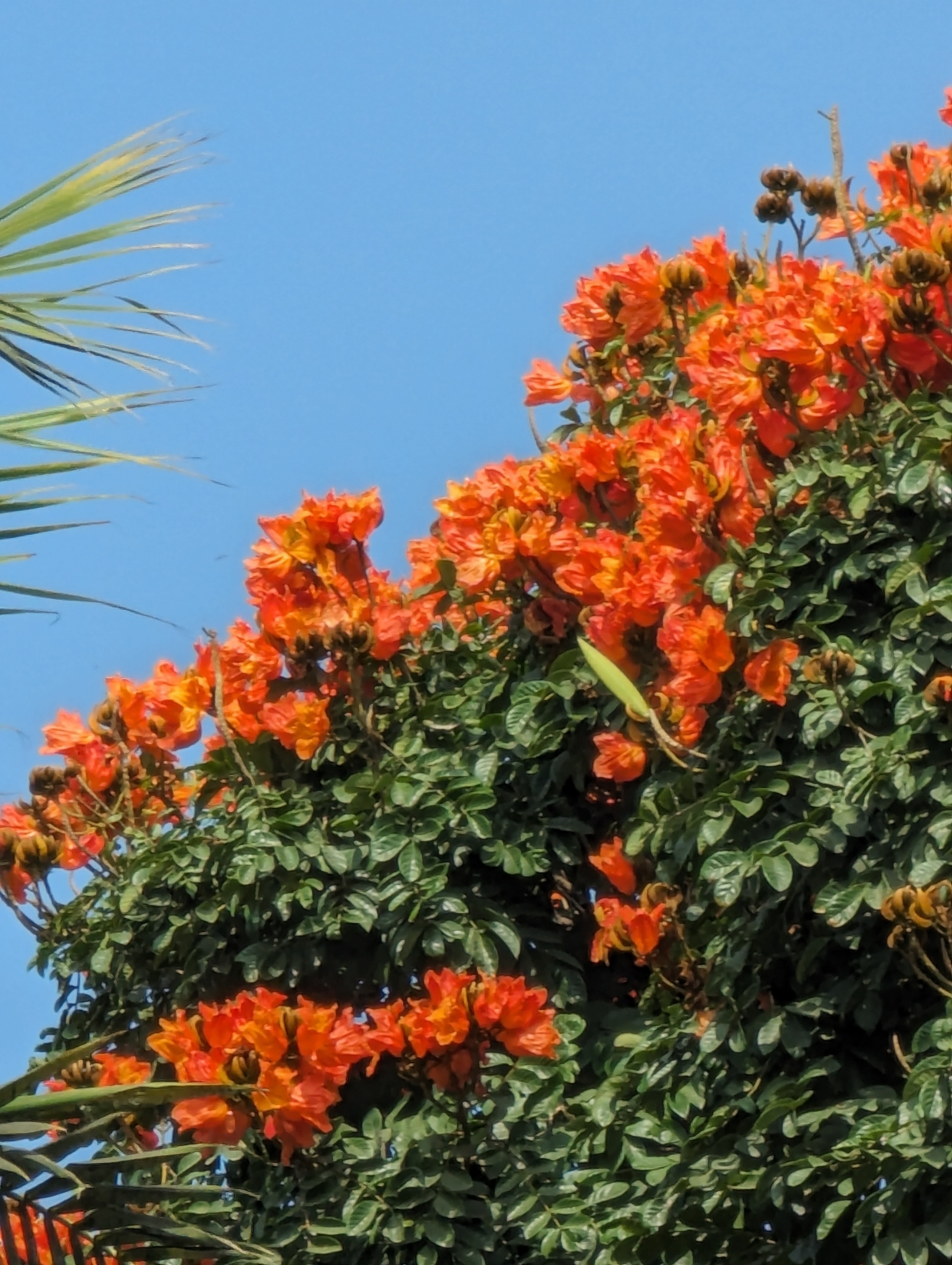 Imagem de Tulipeira-do-gabão
