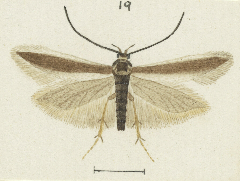 Kiwaia eurybathra