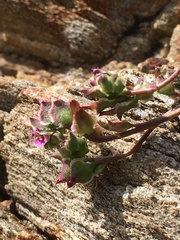 Calyptridium arizonicum