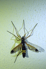 Ctenophora